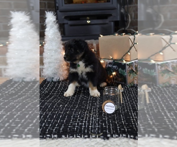Medium Photo #7 Miniature American Shepherd Puppy For Sale in DAWSON, GA, USA