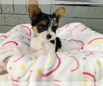 Puppy Puppy 4 Yorkshire Terrier