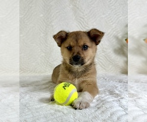 Miniature Australian Shepherd-Pomsky Mix Puppy for sale in GREENFIELD, IN, USA