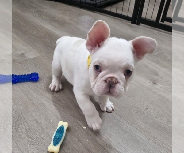 Medium Photo #4 French Bulldog Puppy For Sale in CHANDLER, AZ, USA