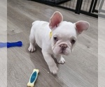 Small #3 French Bulldog