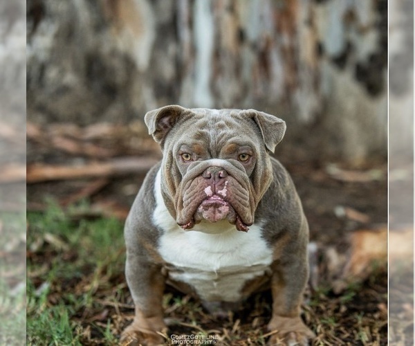 Medium Photo #1 Bulldog Puppy For Sale in ONTARIO, CA, USA