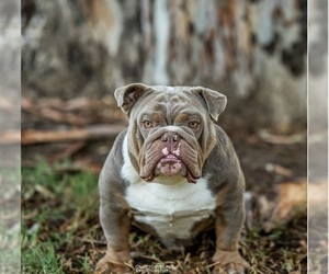 Father of the Bulldog puppies born on 11/04/2022