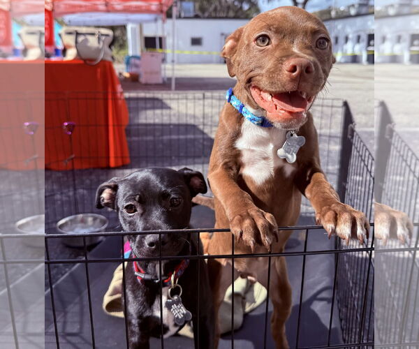 Medium Photo #6 Labrador Retriever-Unknown Mix Puppy For Sale in Sanford, FL, USA