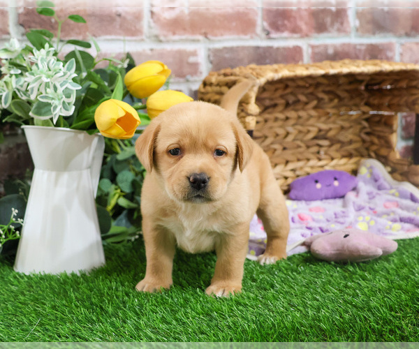 Medium Photo #5 Labrador Retriever Puppy For Sale in SYRACUSE, IN, USA