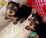 Small #4 Yorkshire Terrier