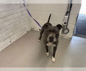 Mutt Dogs for adoption in San Bernardino, CA, USA