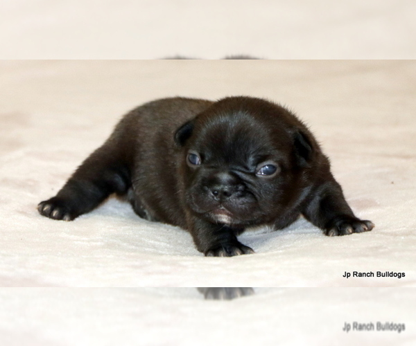 Medium Photo #24 French Bulldog Puppy For Sale in WINNSBORO, TX, USA