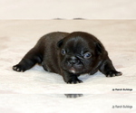 Small Photo #24 French Bulldog Puppy For Sale in WINNSBORO, TX, USA