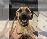 Small Photo #2 Black Mouth Cur-Boxer Mix Puppy For Sale in Slidell, LA, USA