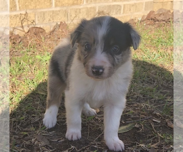 Medium Photo #1 Australian Shepherd Puppy For Sale in SILVER CREEK, MS, USA