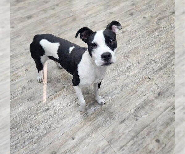Medium Photo #7 American Pit Bull Terrier-Unknown Mix Puppy For Sale in Murfreesboro, NC, USA