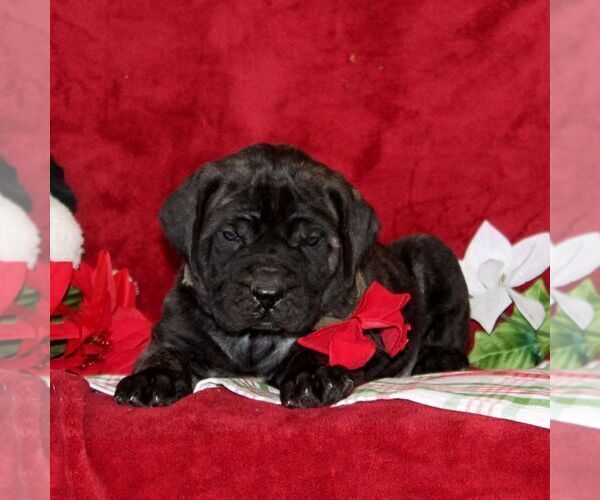 Medium Photo #1 Mastiff Puppy For Sale in RED LION, PA, USA