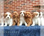 Small #1 Cavapoo (Miniature)