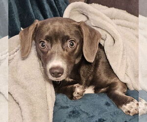 Chiweenie Dogs for adoption in Oakhurst, NJ, USA