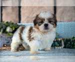 Puppy Tinker Shih Tzu