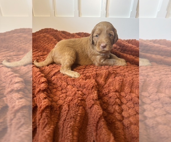 Medium Photo #7 Goldendoodle Puppy For Sale in DELAND, FL, USA