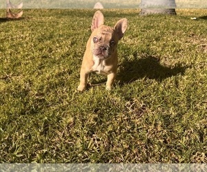 French Bulldog Puppy for sale in RANCHO CUCAMONGA, CA, USA