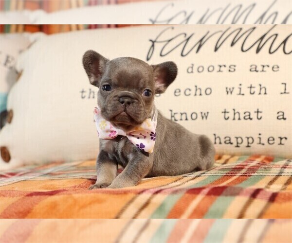 Medium Photo #2 Goldendoodle Puppy For Sale in PEMBROKE PINES, FL, USA