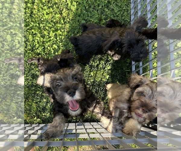 Medium Photo #3 Schnauzer (Miniature) Puppy For Sale in WALNUT COVE, NC, USA