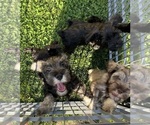 Small #2 Schnauzer (Miniature)