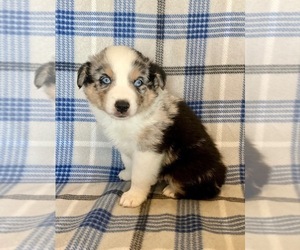 Miniature Australian Shepherd Puppy for sale in FORT MORGAN, CO, USA