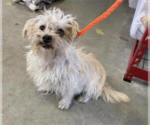Maltese Dogs for adoption in Camarillo, CA, USA
