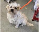 *SHIRLEY - Female Maltese Dog for Adoption - Small photo