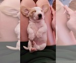 Small Photo #7 Beagle Puppy For Sale in NEW ORLEANS, LA, USA
