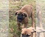Puppy Orange Puppy Boerboel