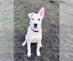 Small #6 Great Pyrenees Mix