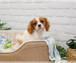 Small #4 Cavalier King Charles Spaniel