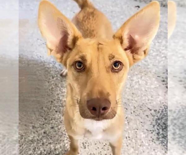 Medium Photo #2 Labrador Retriever-Unknown Mix Puppy For Sale in Houston, TX, USA