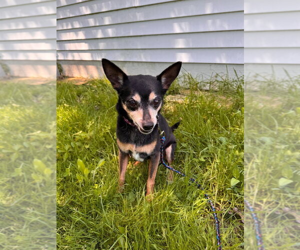 Medium Photo #3 Chihuahua-Unknown Mix Puppy For Sale in Muskegon, MI, USA