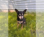 Small #2 Chihuahua Mix