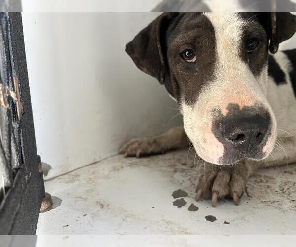 Medium Photo #1 American Pit Bull Terrier-Unknown Mix Puppy For Sale in Visalia, CA, USA