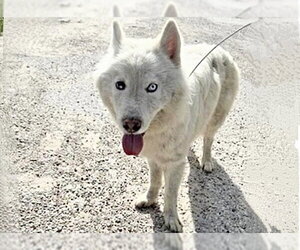 Siberian Husky Dogs for adoption in Houston, TX, USA