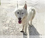 Small Siberian Husky