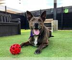 Small #1 Dutch Shepherd  Mix