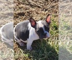 Puppy 4 French Bulldog