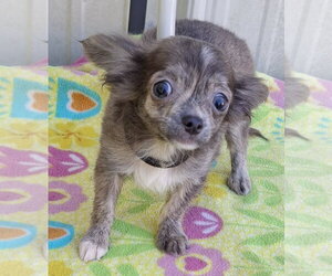Chip - Male Chihuahua Dog for Adoption - Photo #2