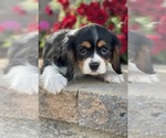 Small Photo #1 Cavalier King Charles Spaniel Puppy For Sale in CANOGA, NY, USA