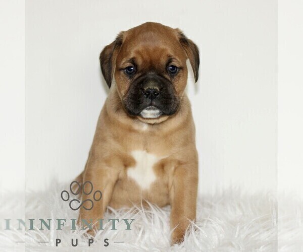 Medium Photo #4 Boxador Puppy For Sale in NEW HOLLAND, PA, USA