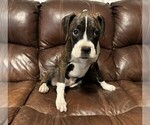 Puppy Elizabeth Boxer