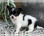 Small #1 Chihuahua
