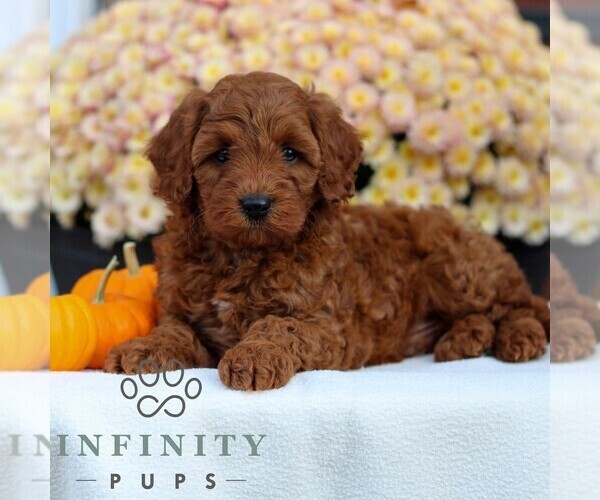 Medium Photo #3 Cavapoo Puppy For Sale in LITITZ, PA, USA