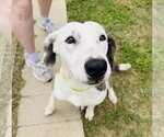 Small #2 Colonial Cocker Spaniel-English Setter Mix