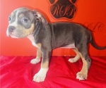 Small #2 American Bully