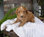 Small Photo #67 Cavapoo Puppy For Sale in GOSHEN, IN, USA