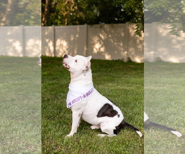 Medium Photo #6 American Pit Bull Terrier-Unknown Mix Puppy For Sale in Crete, IL, USA